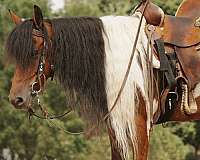 parade-pony