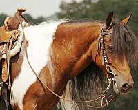 ranch-pony