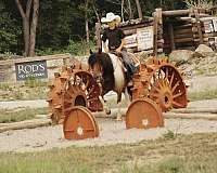 show-pony