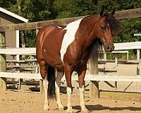 trail-pony