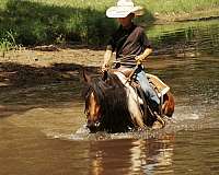 trail-riding-pony