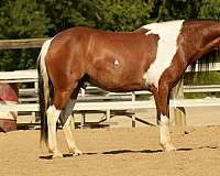 tobiano-pony-gelding