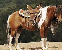 beginner-pony