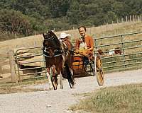 tobiano-all-around-pony