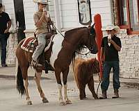tobiano-athletic-pony
