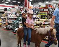 athletic-miniature-horse