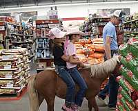 driving-miniature-horse