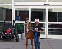 flashy-miniature-horse