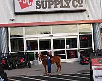 kid-safe-miniature-horse