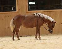 ranch-miniature-horse