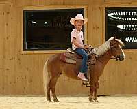 show-miniature-horse
