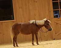 trail-miniature-horse