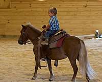 trail-riding-miniature-horse