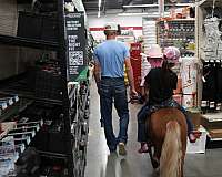 beginner-miniature-horse