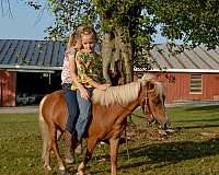 palomino-miniature-mare