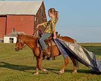 palomino-all-around-horse
