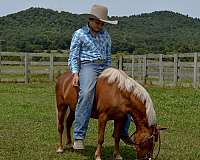 parade-miniature-horse