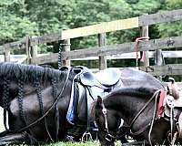 driving-pony