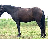 show-pony