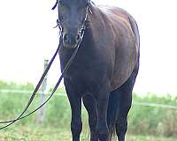 trail-riding-pony