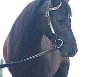 youth-pony