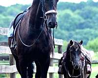 kid-safe-pony