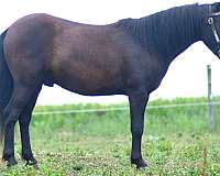 parade-pony