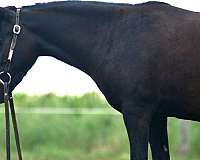 trail-pony
