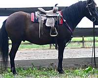 black-pony-gelding