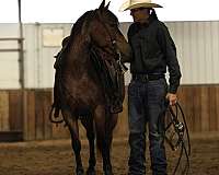 feed-quarter-pony