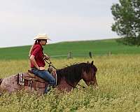 hauling-quarter-pony