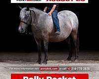 all-around-poa-pony