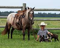 athletic-poa-pony