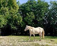 pony-for-sale