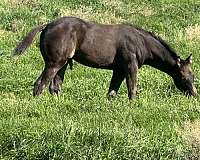 all-around-quarter-horse