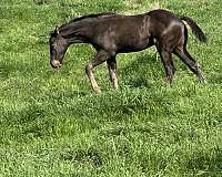 barrel-quarter-horse