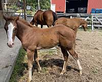 nice-hip-paint-horse