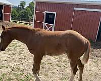 great-prospect-colt