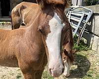 muscular-colt