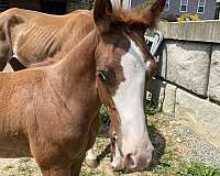 all-around-paint-horse