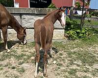 anything-paint-horse