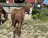 athletic-paint-horse