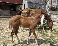 babies-paint-horse