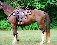 all-around-rocky-mountain-horse