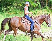 athletic-rocky-mountain-horse