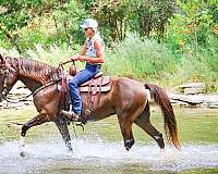 beginner-rocky-mountain-horse