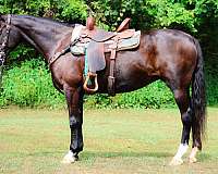 we-morgan-horse