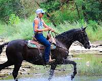 all-around-morgan-horse