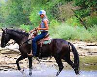 athletic-morgan-horse