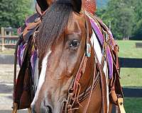 unicorn-paint-horse